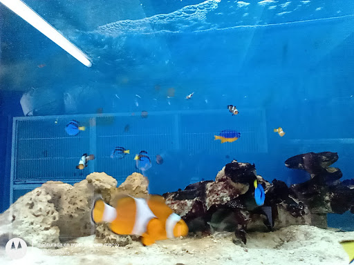 Acuario Colón